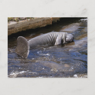 Cartão Postal Florida Manatees (Trichechus manatus latirostris)