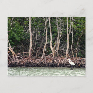 Cartão Postal Florida Mangroves