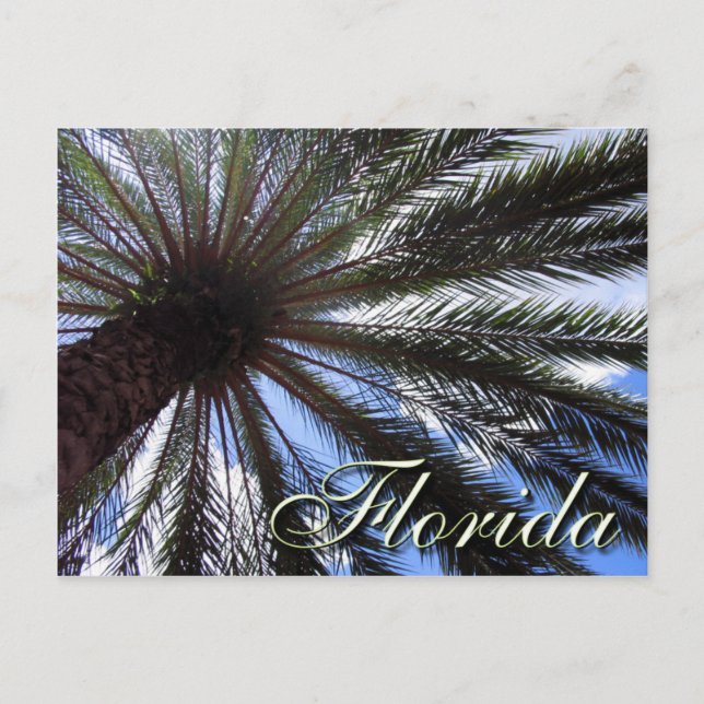 Cartão Postal Flórida Palm (Frente)