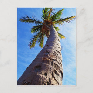 Cartão Postal Florida Palm Tree