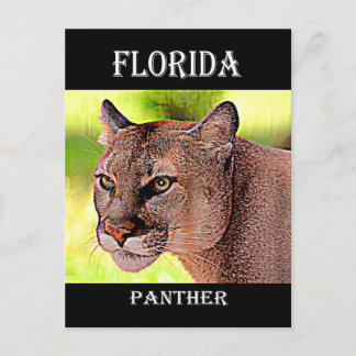 Cartão Postal Flórida Panther