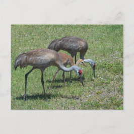 Cartão Postal Flórida Sandhill Cranes Caminhando Em Campo Verde