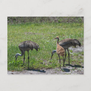Cartão Postal Flórida Sandhill Cranes Nature Fotografia