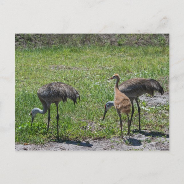 Cartão Postal Flórida Sandhill Cranes Nature Fotografia (Frente)