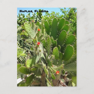 Cartão Postal Flórida Semaphore Cactus Nápoles Jardim Botânico