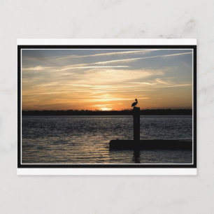 Cartão Postal Flórida Sunset com Pelicano