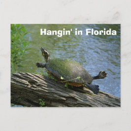 Cartão postal Flórida Turtle
