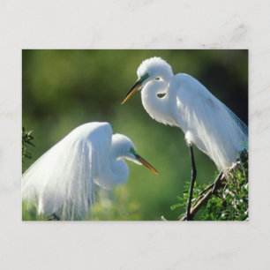 Cartão Postal Flórida, Veneza, Santuário de Audubon, Egret Comum