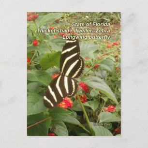 Cartão Postal Flórida Zebra Longwing Butterfly