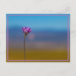 Cartão Postal florzinha