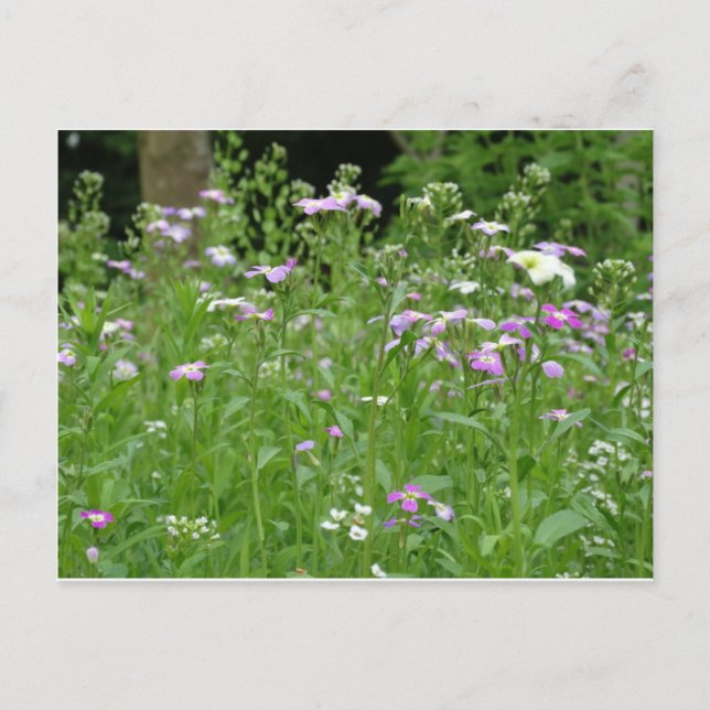 Cartão Postal flower field postcard (Frente)