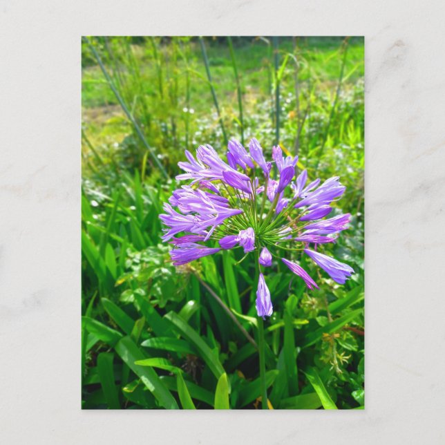 Cartão Postal Flower Power - 5 (Frente)