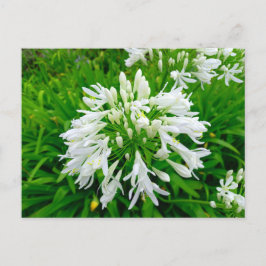 Cartão Postal Flower Power - 6