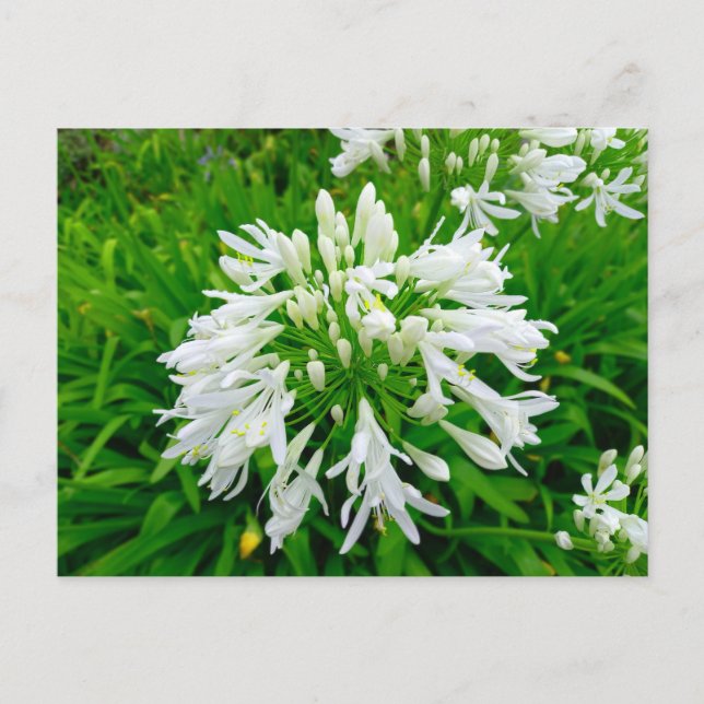 Cartão Postal Flower Power - 6 (Frente)