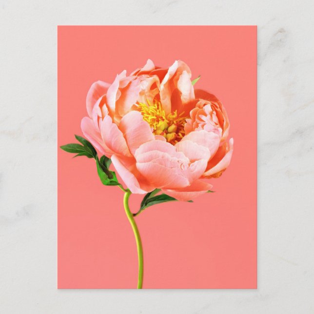 Cartão Postal Flowers | Coral Peony Blossom (Frente)