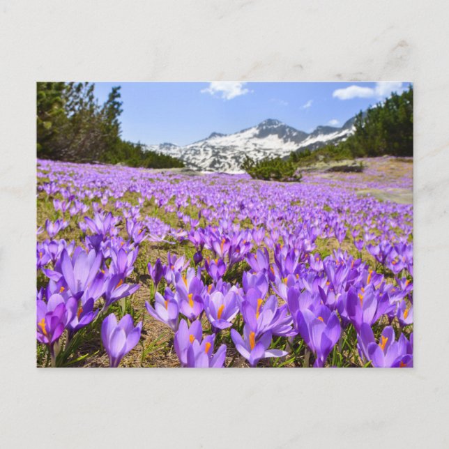 Cartão Postal Flowers | Crocus Pirin Mountain Park Bulgaria (Frente)