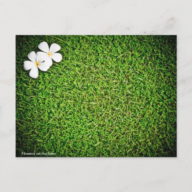 Cartão Postal Flowers on the lawn (Frente)