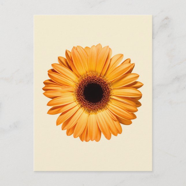 Cartão Postal Flowers | Orange Gerbera (Frente)