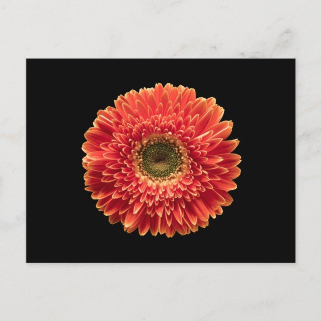 Cartão Postal Flowers | Orange Gerbera Daisy (Frente)