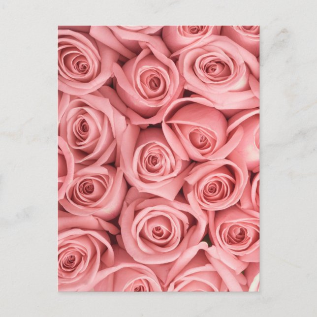 Cartão Postal Flowers | Pink Roses (Frente)