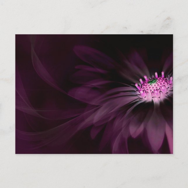 Cartão Postal Flowers | Purple Daisy (Frente)