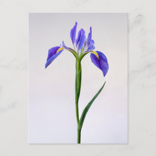 Cartão Postal Flowers | Purple Iris Flower (Frente)