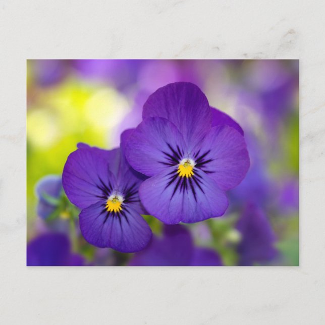 Cartão Postal Flowers | Purple Pansies (Frente)