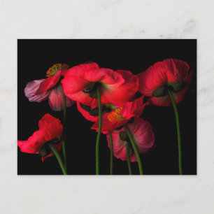 Cartão Postal Flowers   Red Poppies