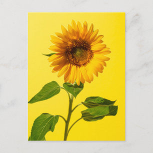 Cartão Postal Flowers Sunflower on Yellow