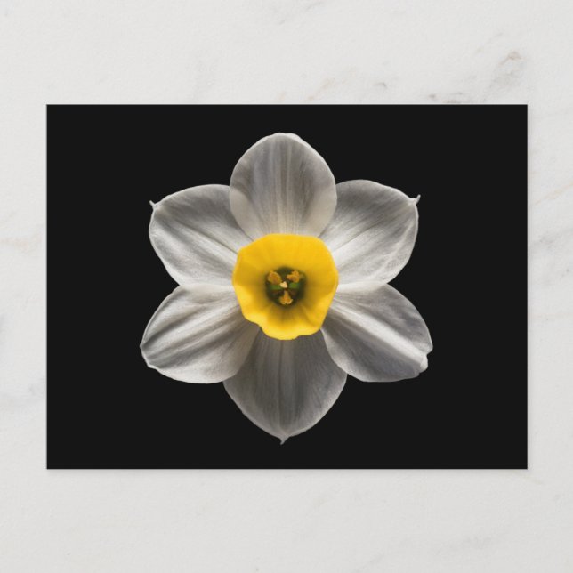 Cartão Postal Flowers | White Daffodil Flower (Frente)
