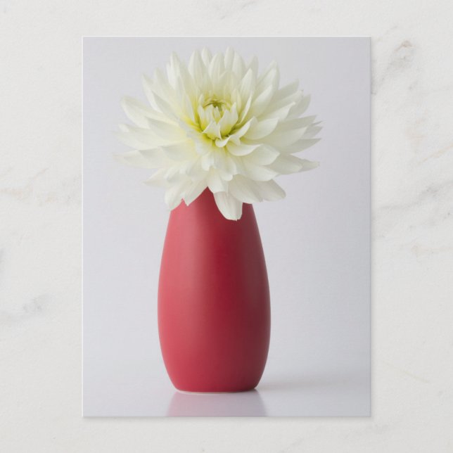 Cartão Postal Flowers | White Dahlia in Red Vase (Frente)