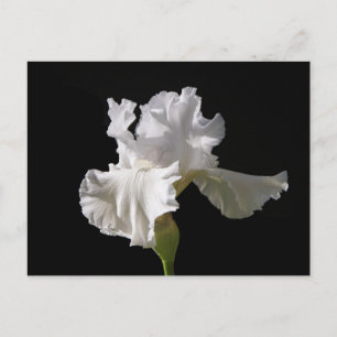 Cartão Postal Flowers   White Iris