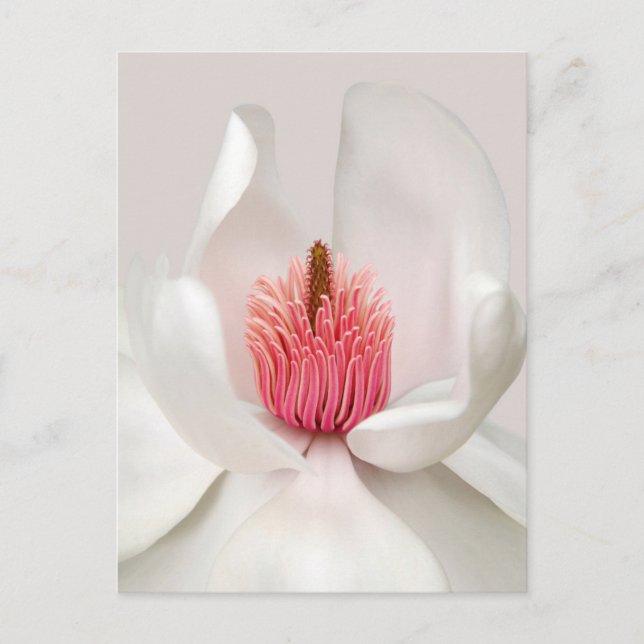 Cartão Postal Flowers | White Magnolia (Frente)