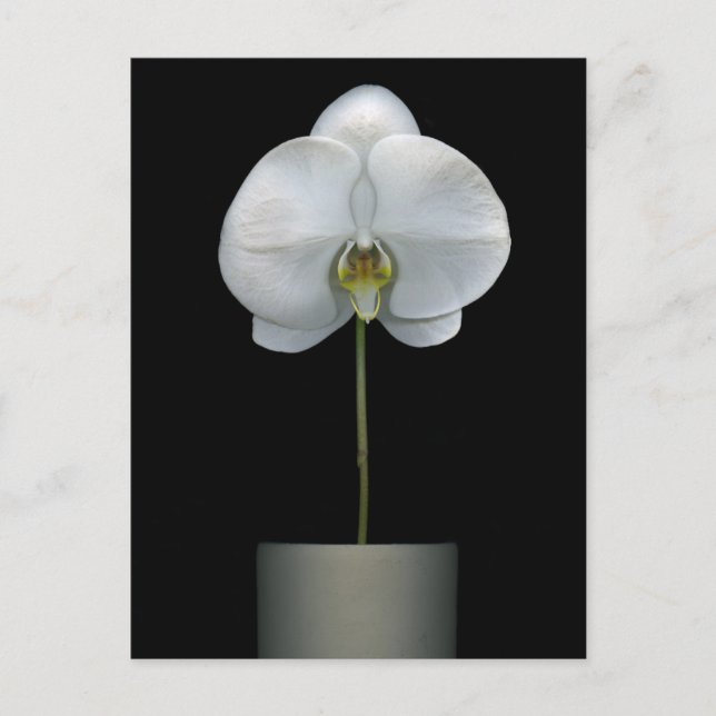 Cartão Postal Flowers | White Orchid Flower (Frente)