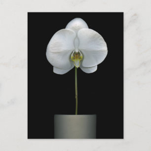 Cartão Postal Flowers White Orchid Flower
