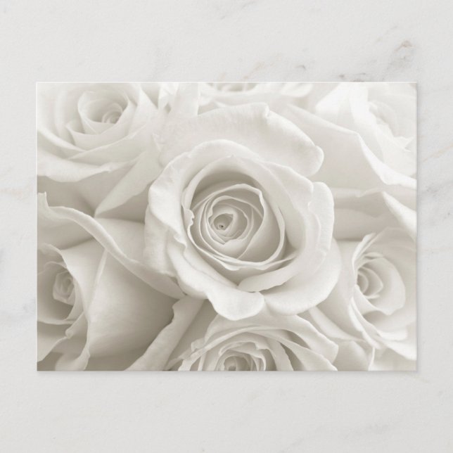 Cartão Postal Flowers | White Roses (Frente)