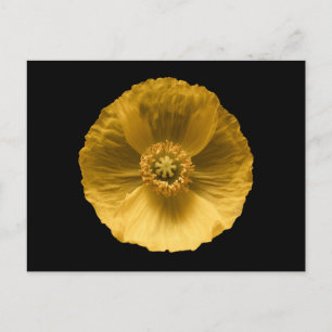 Cartão Postal Flowers   Yellow Poppy