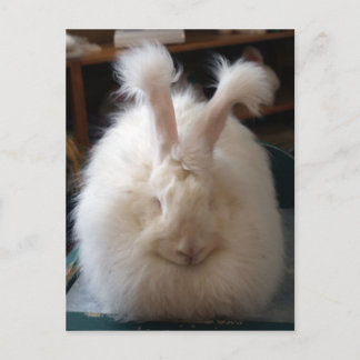 Cartão Postal Fluffy Angora Bunny