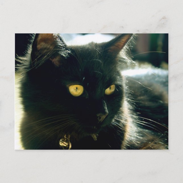 Cartão postal Fluffy Cat (Frente)