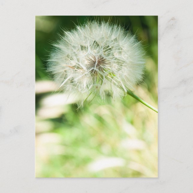 Cartão Postal Fluffy Dandelion (Frente)