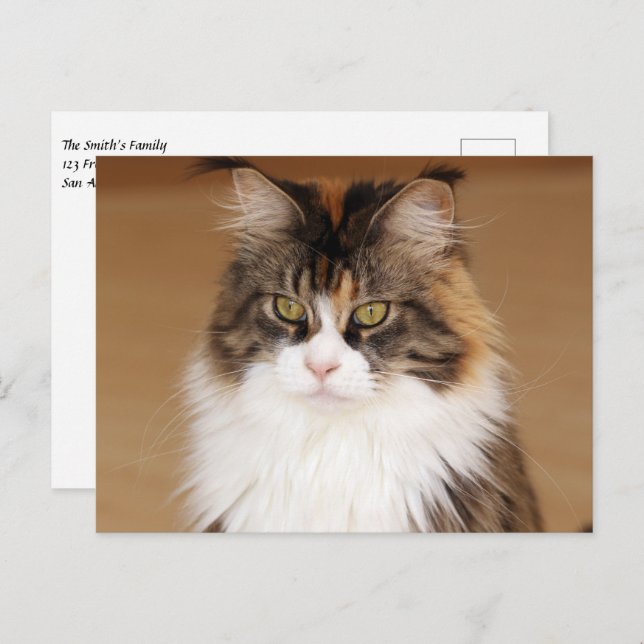 Cartão Postal Fluffy Maine Coon Cat (Frente/Verso)