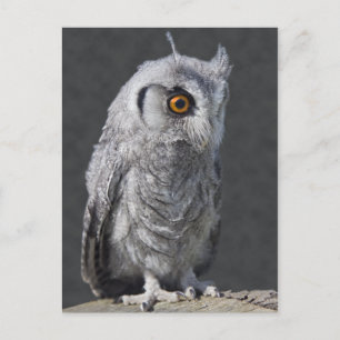 Cartão postal Fluffy Owlet