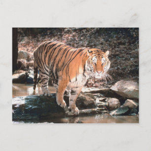 Cartão Postal Fluxo de passagem do Tigre