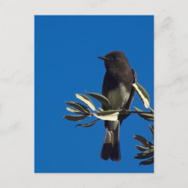 Cartão Postal Fly Catcher