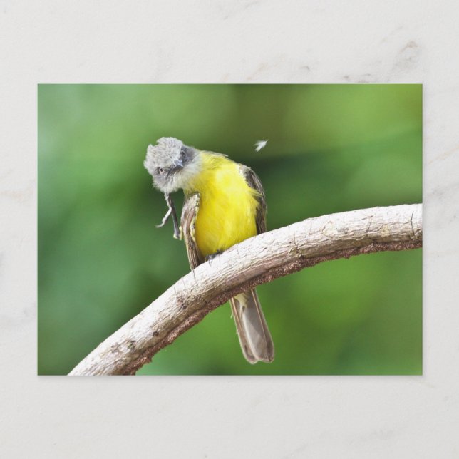 Cartão Postal Flycatcher com tampa de cinza (Frente)
