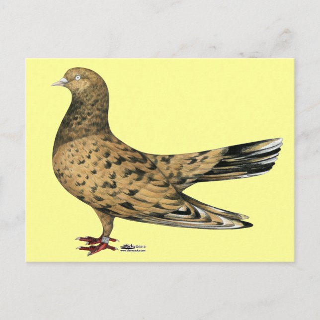 Cartão Postal Flying Oriental Roller Pigeon Almond (Frente)