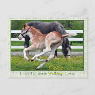 Cartão Postal Flying Red Roan