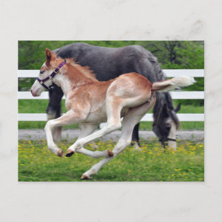 Cartão Postal Flying Red Roan Colt