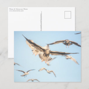 Cartão Postal Flying Seagulls Nature Foto