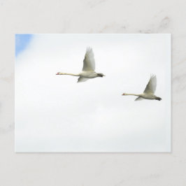 Cartão Postal Flying swans